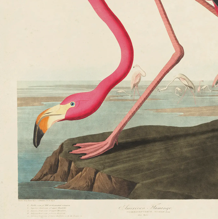 Vintage Audubon Flamingo Bird Print with Black Magnetic Frame