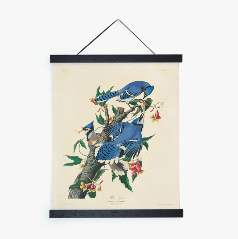 Vintage Audubon Blue Jay Bird Print with Black Magnetic Frame