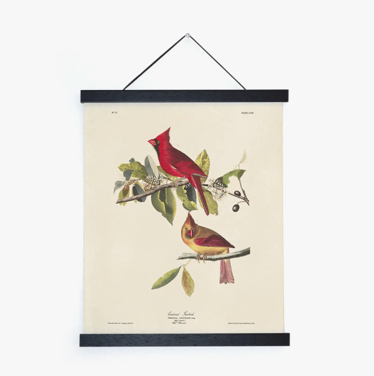 Vintage Audubon Cardinal Bird Print with Black Magnetic Frame
