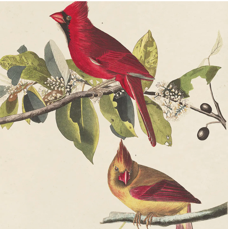 Vintage Audubon Cardinal Bird Print with Black Magnetic Frame