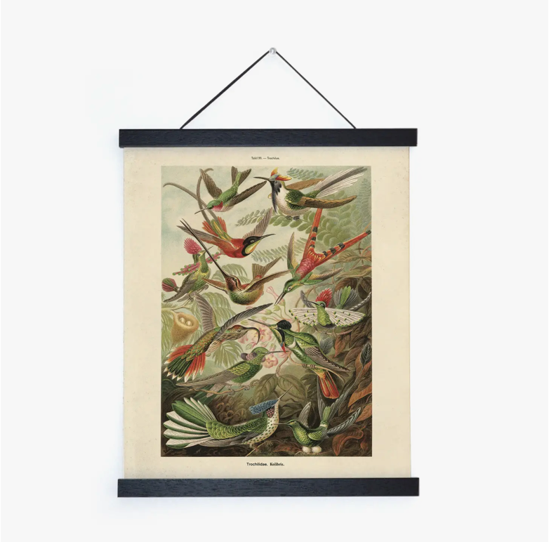 Vintage Haeckel Hummingbird Print with Black Magnetic Frame