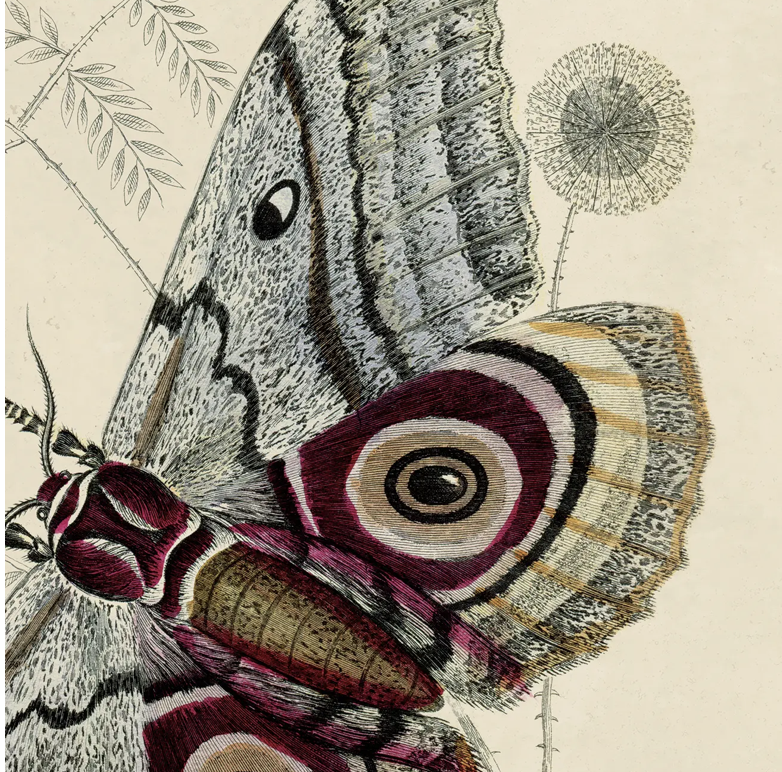 Vintage Saturnia Isis Moth Print with Black Magnetic Frame