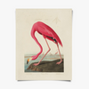 Vintage Audubon Flamingo Bird Print with Black Magnetic Frame