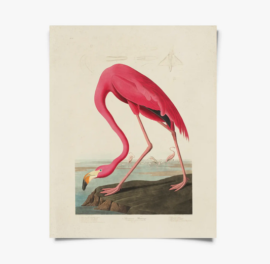 Vintage Audubon Flamingo Bird Print with Black Magnetic Frame