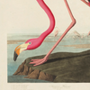Vintage Audubon Flamingo Bird Print with Black Magnetic Frame