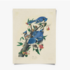 Vintage Audubon Blue Jay Bird Print with Black Magnetic Frame