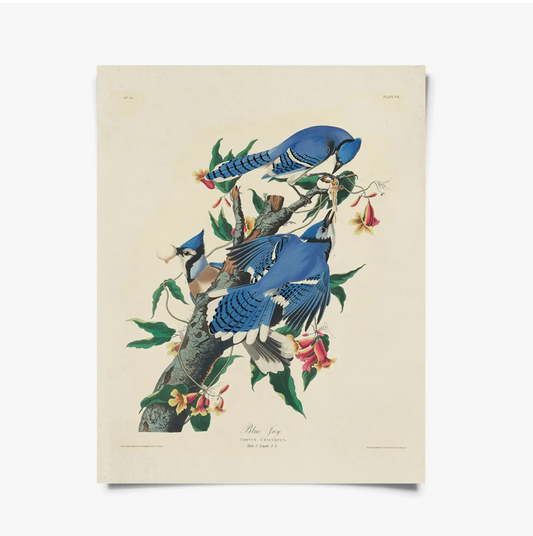 Vintage Audubon Blue Jay Bird Print with Black Magnetic Frame