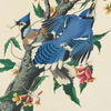Vintage Audubon Blue Jay Bird Print with Black Magnetic Frame