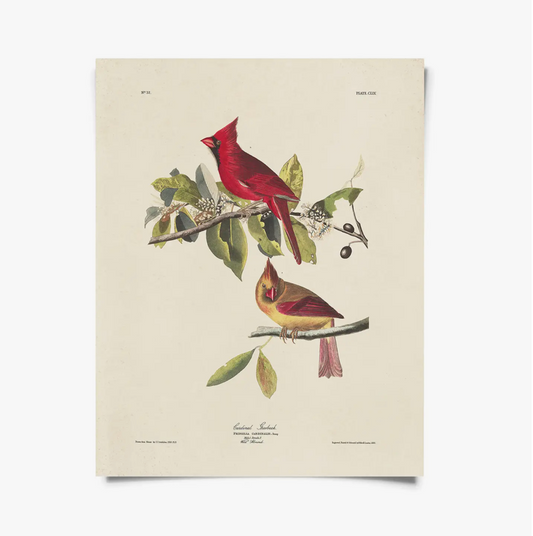 Vintage Audubon Cardinal Bird Print with Black Magnetic Frame