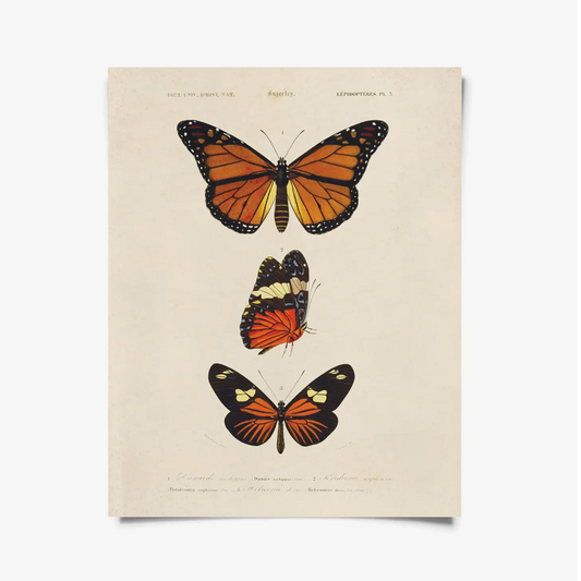 Vintage Butterfly Print with Black Magnetic Frame