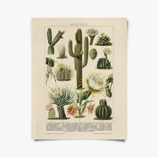 Vintage Botanical Cactus Kakteen 2 Print with Black Magnetic Frame