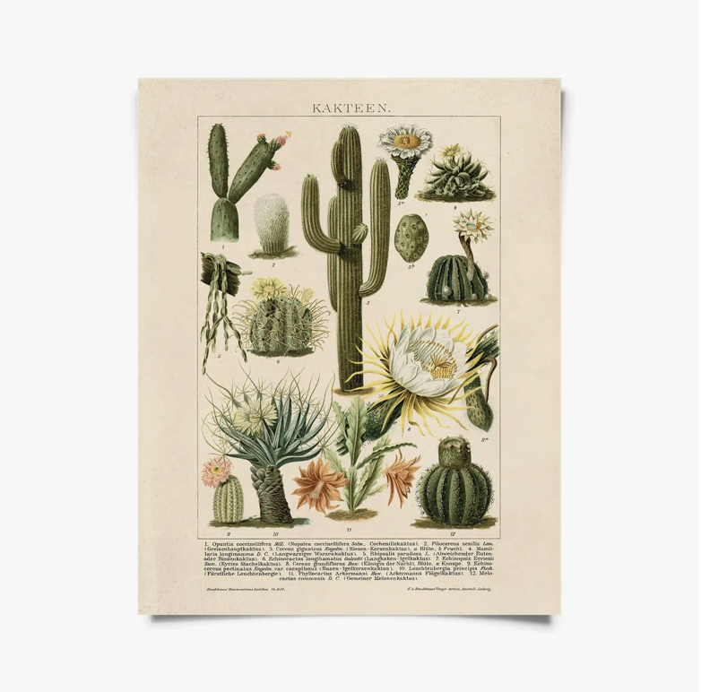 Vintage Botanical Cactus Kakteen 2 Print with Black Magnetic Frame – Duck  and the Dog
