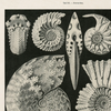 Vintage Haeckel Fossil Print with Black Magnetic Frame