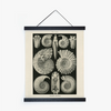 Vintage Haeckel Fossil Print with Black Magnetic Frame