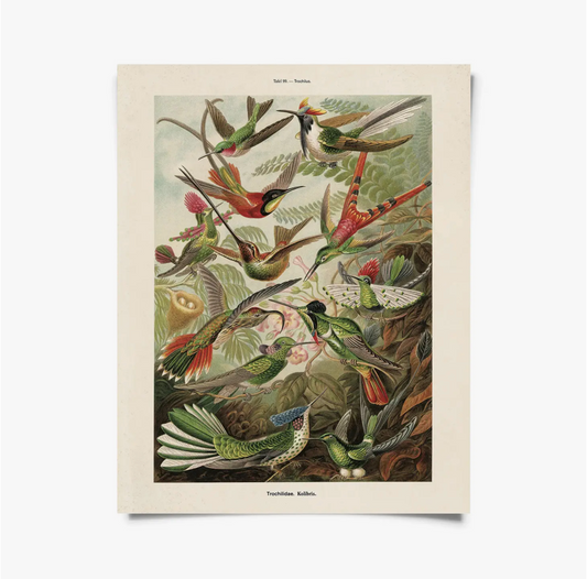 Vintage Haeckel Hummingbird Print with Black Magnetic Frame