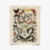 Vintage Millot Butterfly 3 Print with Black Magnetic Frame
