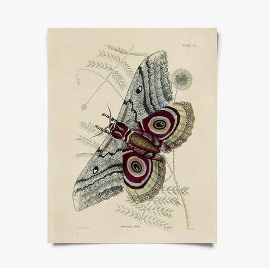 Vintage Saturnia Isis Moth Print with Black Magnetic Frame