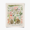Vintage Botanical Seaweed Algae Print with Natural Magnetic Frame