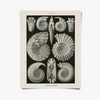 Vintage Haeckel Fossil Print with Black Magnetic Frame