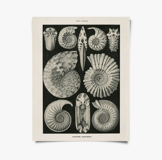 Vintage Haeckel Fossil Print with Black Magnetic Frame