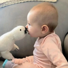Knit Alpaca Stuffed Seal